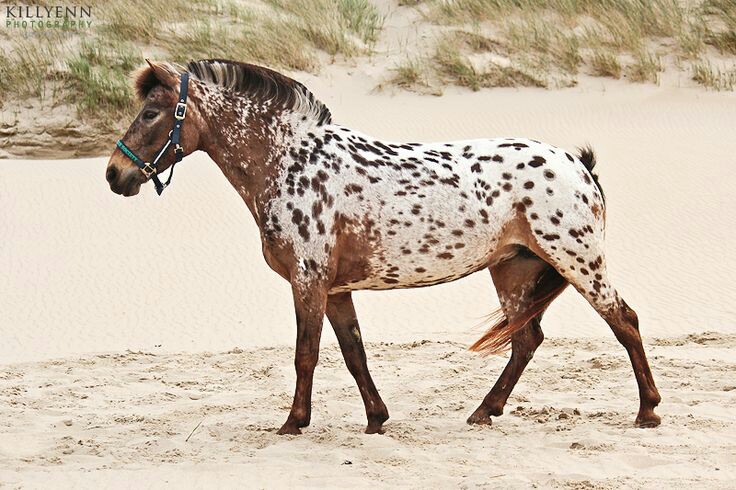 Vlekkie (Appaloosa x Fjord Horse)